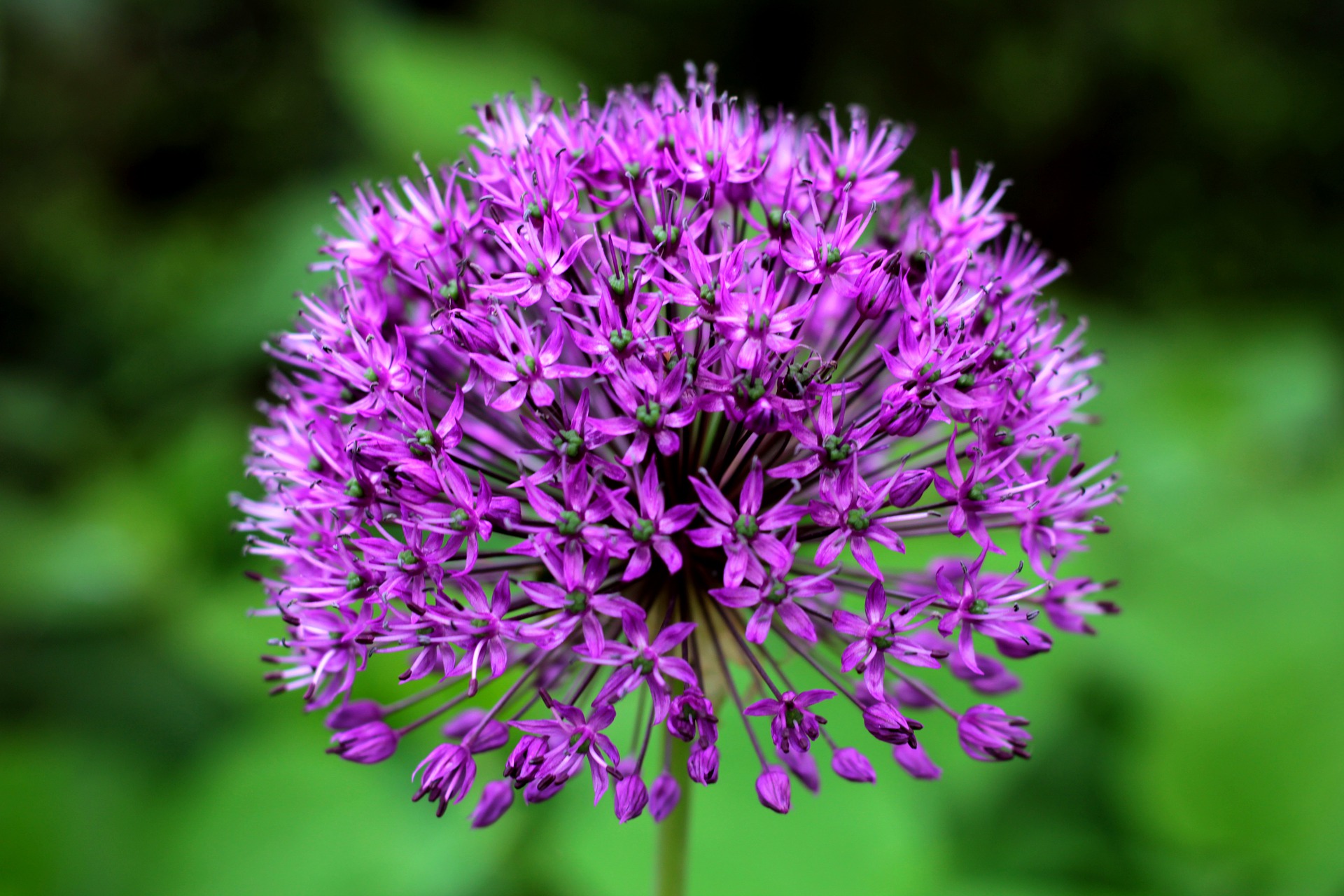 Allium Purple Sensation – Stow Garden Center