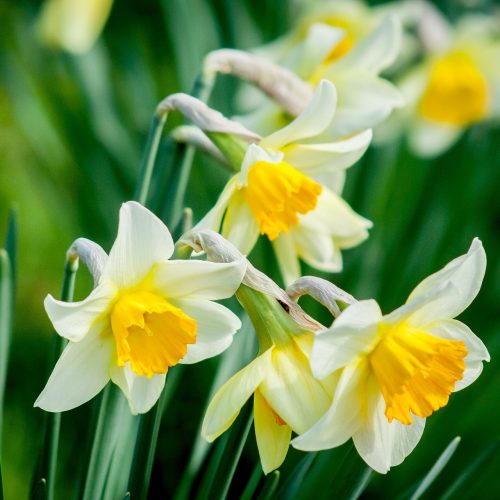 white and yellow Daffodils