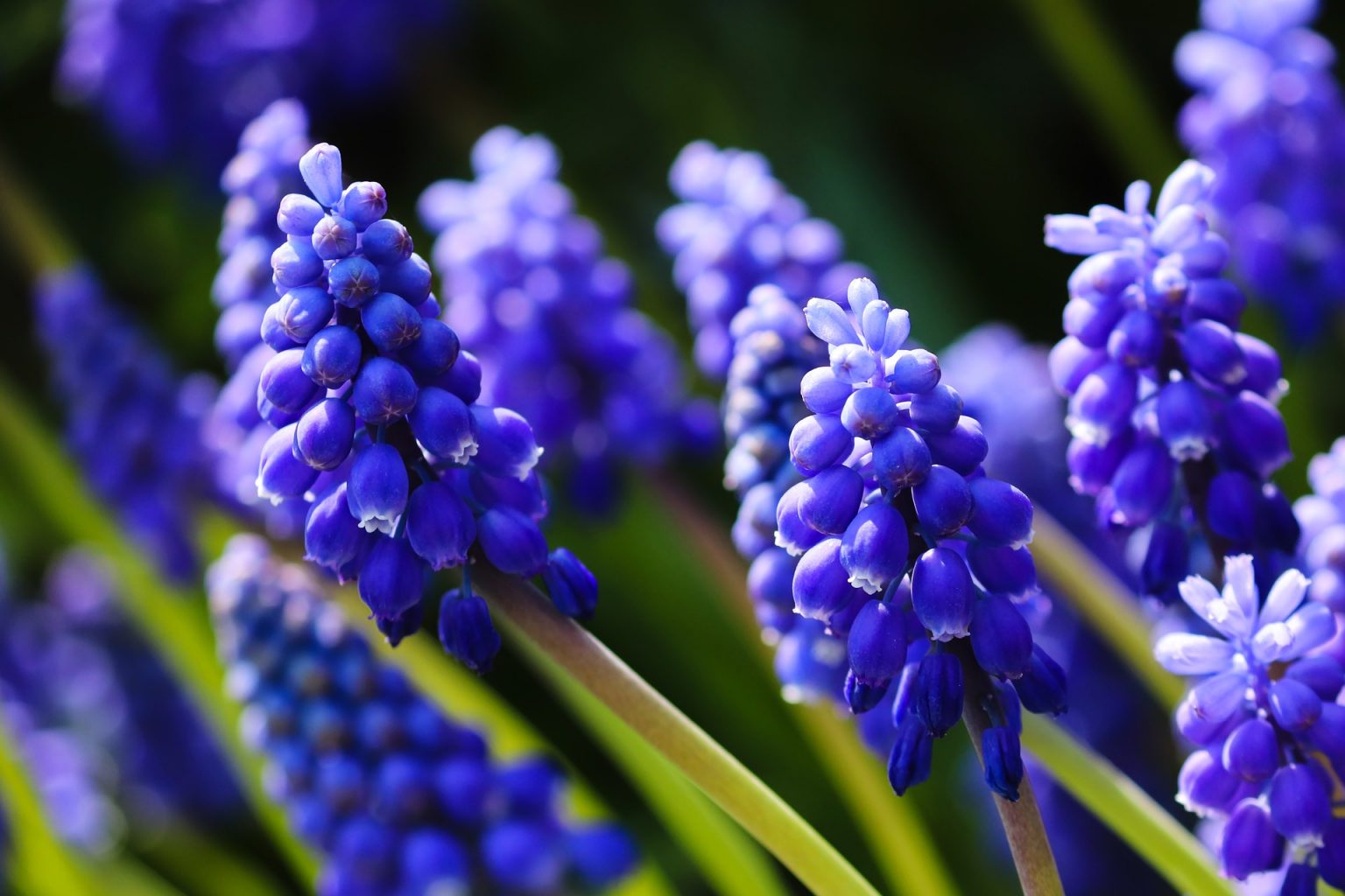 Grape Hyacinth Stow Garden Center