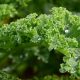 Close up of kale
