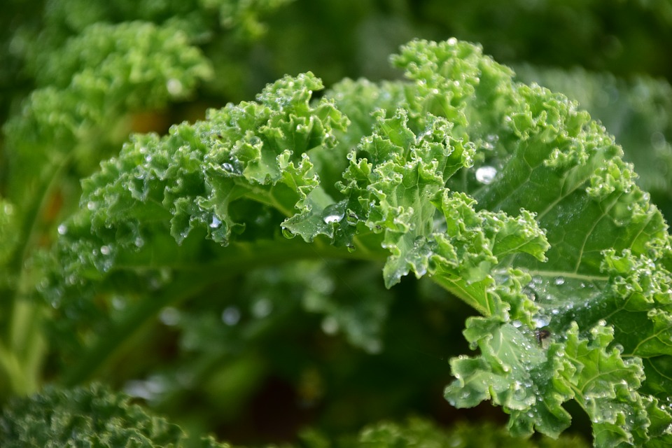 Close up of kale