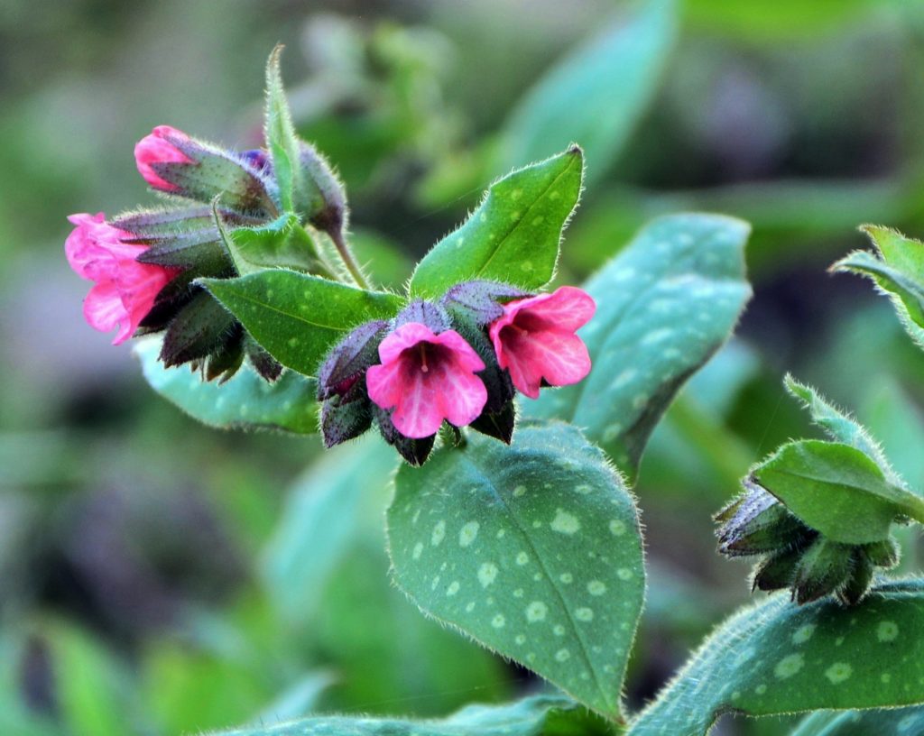 Pretty in Pink Lungwort flowers