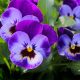 purple spring pansies