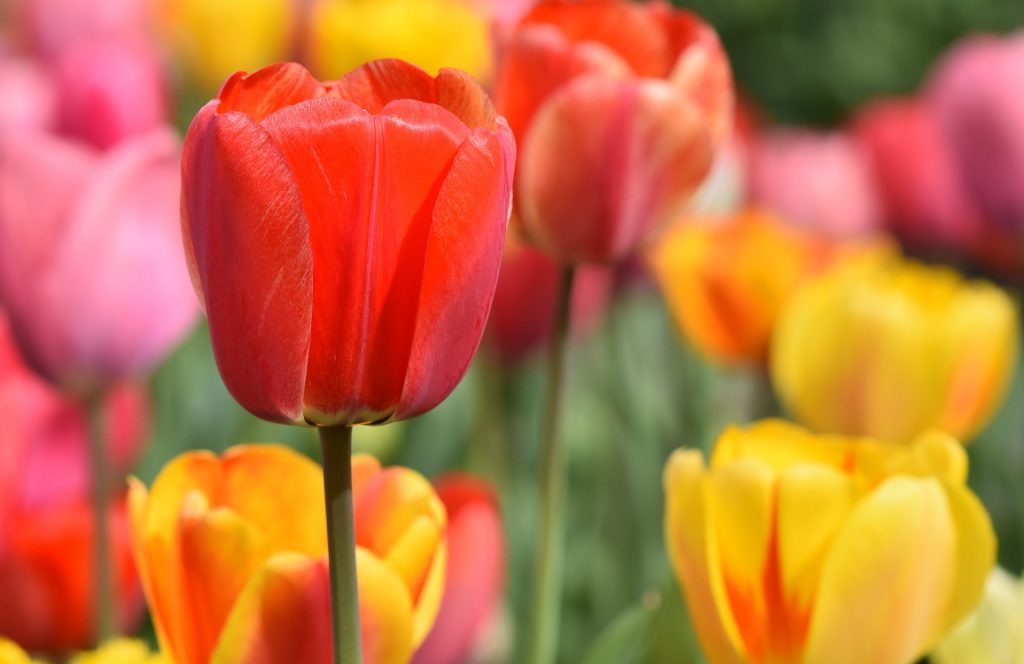 color veriaty Tulips