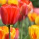 color veriaty Tulips