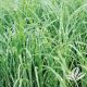 Little Zebra Maiden Grass