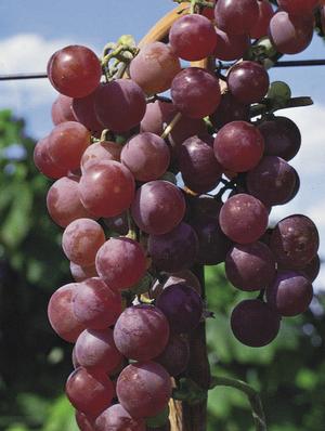 Flame Red Seedless Grape Ladder