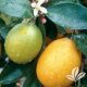 Meyer Lemon Tree